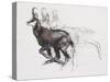 Running Chamois-Mark Adlington-Stretched Canvas