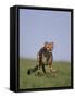 Running Cheetah-DLILLC-Framed Stretched Canvas