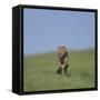 Running Cheetah-DLILLC-Framed Stretched Canvas
