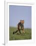 Running Cheetah-DLILLC-Framed Photographic Print