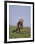 Running Cheetah-DLILLC-Framed Photographic Print