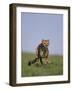 Running Cheetah-DLILLC-Framed Photographic Print