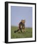 Running Cheetah-DLILLC-Framed Photographic Print