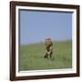 Running Cheetah-DLILLC-Framed Photographic Print