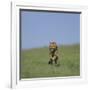 Running Cheetah-DLILLC-Framed Photographic Print