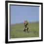 Running Cheetah-DLILLC-Framed Photographic Print