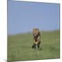 Running Cheetah-DLILLC-Mounted Photographic Print