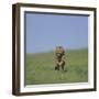 Running Cheetah-DLILLC-Framed Photographic Print