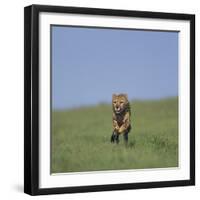 Running Cheetah-DLILLC-Framed Photographic Print