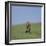 Running Cheetah-DLILLC-Framed Photographic Print