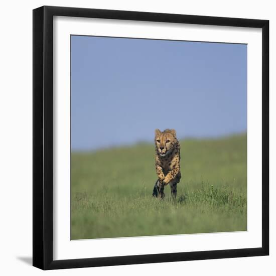 Running Cheetah-DLILLC-Framed Photographic Print