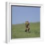 Running Cheetah-DLILLC-Framed Photographic Print