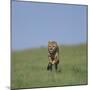 Running Cheetah-DLILLC-Mounted Photographic Print