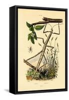 Running Crab Spider, 1833-39-null-Framed Stretched Canvas