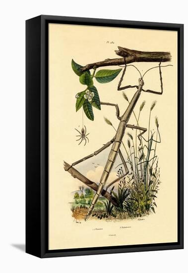 Running Crab Spider, 1833-39-null-Framed Stretched Canvas