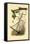 Running Crab Spider, 1833-39-null-Framed Stretched Canvas