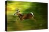 Running Deer-Spencer Williams-Stretched Canvas