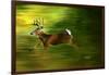 Running Deer-Spencer Williams-Framed Giclee Print