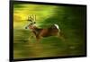 Running Deer-Spencer Williams-Framed Giclee Print