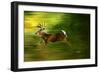 Running Deer-Spencer Williams-Framed Giclee Print