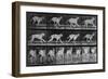 Running Dog, Plate 707 from 'Animal Locomotion', 1887 (B/W Photo)-Eadweard Muybridge-Framed Giclee Print