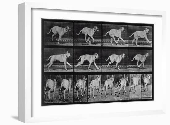 Running Dog, Plate 707 from 'Animal Locomotion', 1887 (B/W Photo)-Eadweard Muybridge-Framed Giclee Print