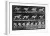 Running Dog, Plate 707 from 'Animal Locomotion', 1887 (B/W Photo)-Eadweard Muybridge-Framed Giclee Print