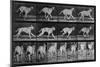 Running Dog, Plate 707 from 'Animal Locomotion', 1887 (B/W Photo)-Eadweard Muybridge-Mounted Giclee Print