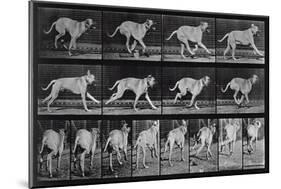 Running Dog, Plate 707 from 'Animal Locomotion', 1887 (B/W Photo)-Eadweard Muybridge-Mounted Giclee Print