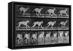 Running Dog, Plate 707 from 'Animal Locomotion', 1887 (B/W Photo)-Eadweard Muybridge-Framed Stretched Canvas