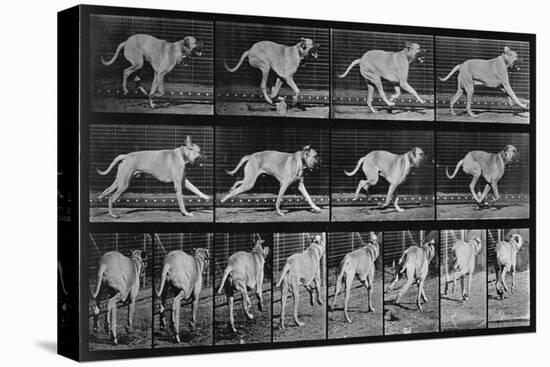 Running Dog, Plate 707 from 'Animal Locomotion', 1887 (B/W Photo)-Eadweard Muybridge-Stretched Canvas