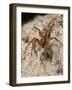 Running foliage spider, hunting in stone wall, Wiltshire, UK-Nick Upton-Framed Photographic Print