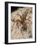 Running foliage spider, hunting in stone wall, Wiltshire, UK-Nick Upton-Framed Photographic Print