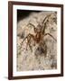 Running foliage spider, hunting in stone wall, Wiltshire, UK-Nick Upton-Framed Photographic Print