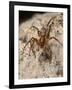 Running foliage spider, hunting in stone wall, Wiltshire, UK-Nick Upton-Framed Photographic Print