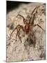 Running foliage spider, hunting in stone wall, Wiltshire, UK-Nick Upton-Mounted Photographic Print