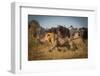 Running for His Life-Marc Meijlaers-Framed Photographic Print