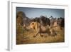 Running for His Life-Marc Meijlaers-Framed Photographic Print