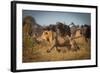 Running for His Life-Marc Meijlaers-Framed Photographic Print