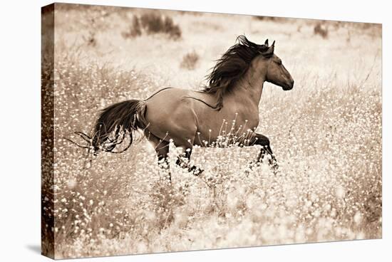 Running Free-Lisa Dearing-Stretched Canvas