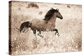 Running Free-Lisa Dearing-Stretched Canvas