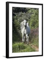 Running Free-Bob Langrish-Framed Photographic Print