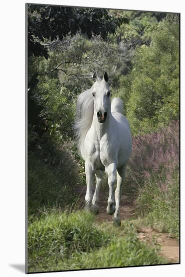 Running Free-Bob Langrish-Mounted Photographic Print