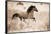 Running Free-Lisa Dearing-Framed Stretched Canvas