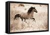 Running Free-Lisa Dearing-Framed Stretched Canvas
