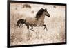 Running Free-Lisa Dearing-Framed Photographic Print