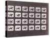 Running (Galloping) by Eadweard J. Muybridge-null-Stretched Canvas