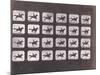 Running (Galloping) by Eadweard J. Muybridge-null-Mounted Photographic Print