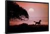 Running Horse At Sunset-Julie Habel-Framed Poster