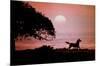 Running Horse At Sunset-Julie Habel-Mounted Poster